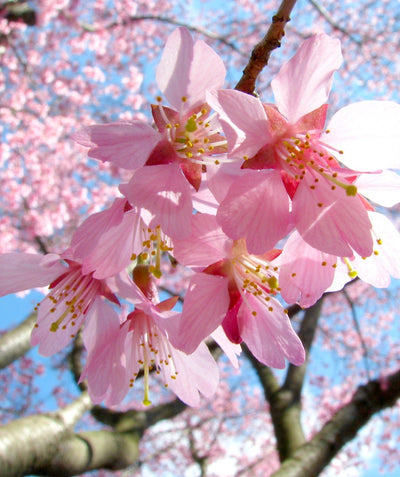 A close up of the light pink, five petaled cherry blossoms of the Okame Flowering Cherry