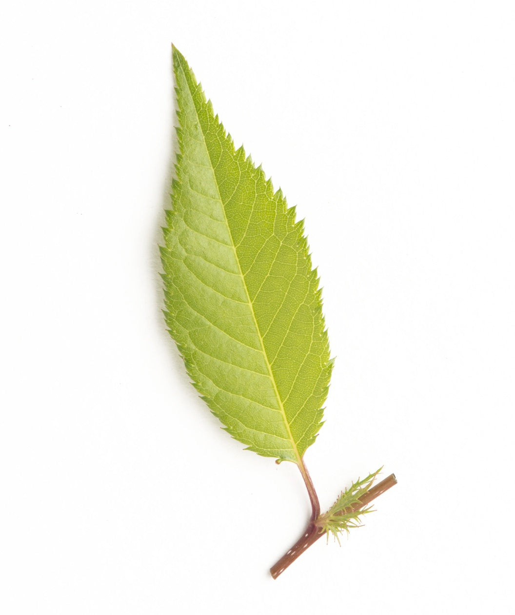 A single lime green, oval shaped leaf of the Okame Flowering Cherry on a white background