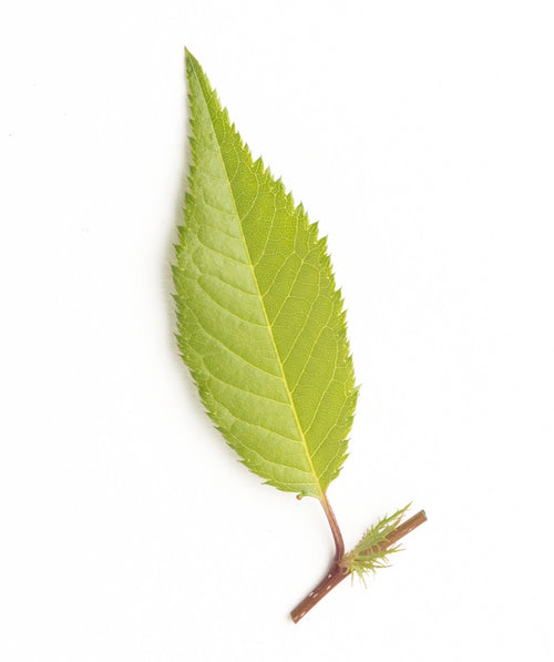 A single lime green, oval shaped leaf of the Okame Flowering Cherry on a white background