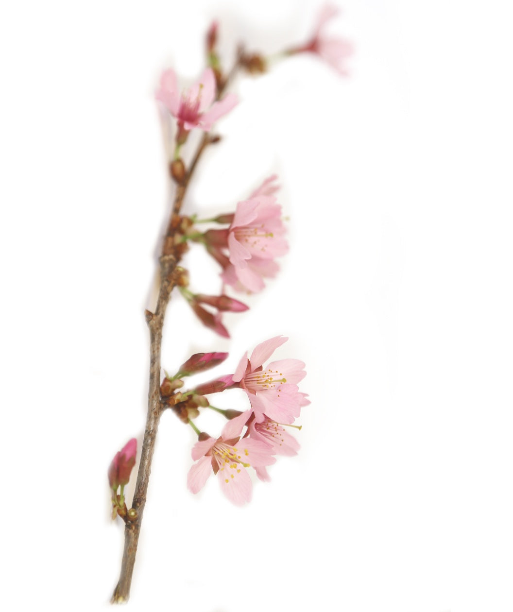 Okame Flowering Cherry pink flowers on a white background