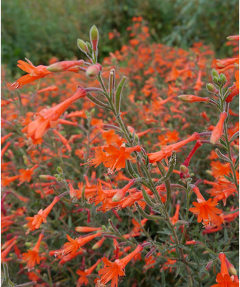 Close up of Orange Carpet Hummingbirds Trumpet flowers, lots of long small tubular flowers that are orange in color