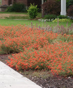 Several Orange Carpet Hummingbirds Trumpet planted in a landscape, low but wide growing shrub with small green foliage and small long tubular orange flowers