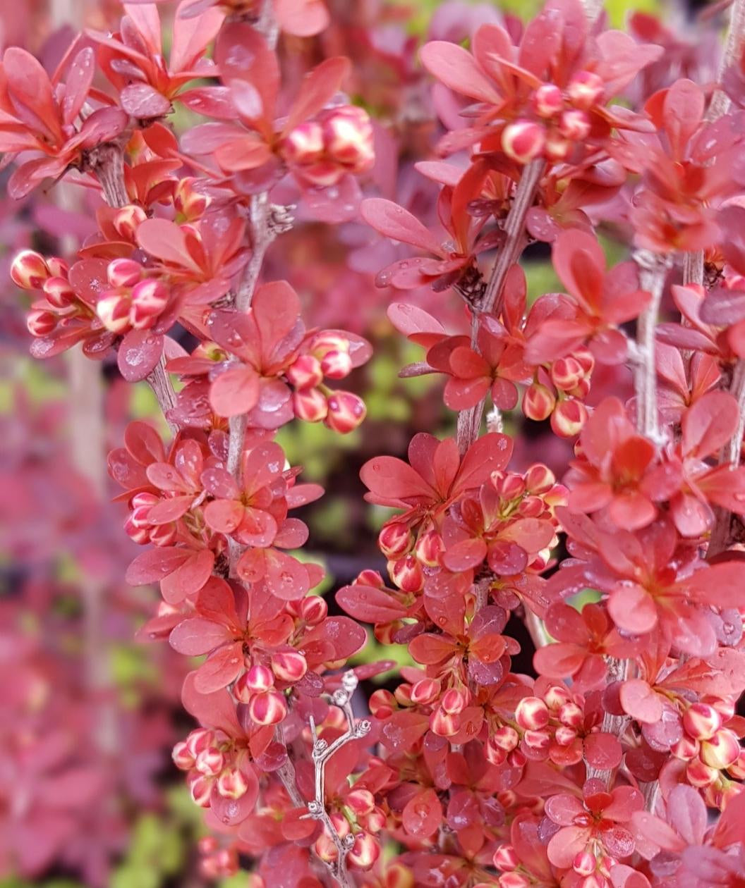 Close up of Orange Rocket Barberry foliage, small round orange foliage with small orange and white flower buds