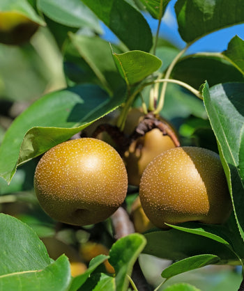 Close up of Oriental Asian Pear, 2 round green-brown colored pears with white speckles growing on a tree with green leaves