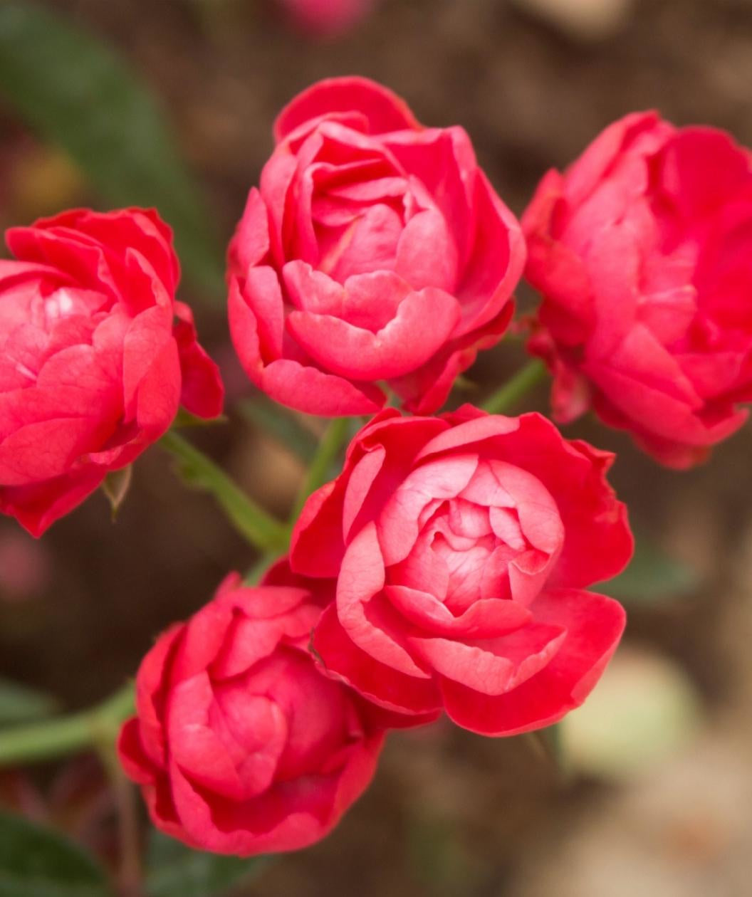 Close up of several Oso Easy Double Red Rose flowers, red double blooming roses on green stems