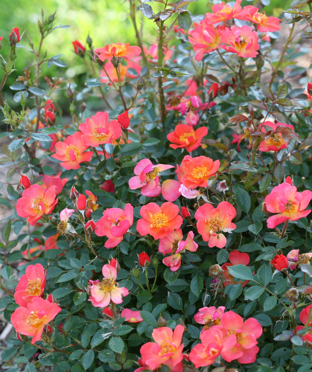 Oso Easy Hot Paprika Rose planted in a landscape, medium sized dark orange almost red colored flowers emerging from dark green foliage