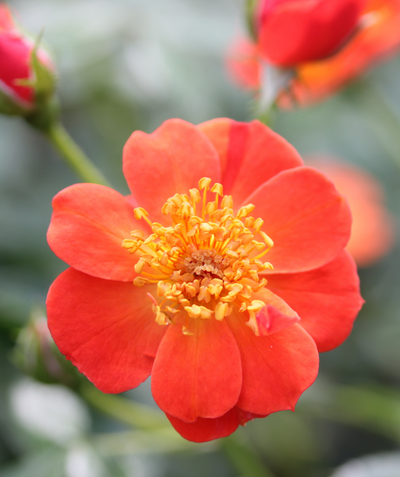 Close up of Oso Easy Hot Paprika Rose flower, medium sized dark orange almost red colored flower