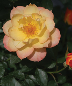 Up close picture of the Oso Easy Italian Ice Rose blush pink, white, and yellow flowers 