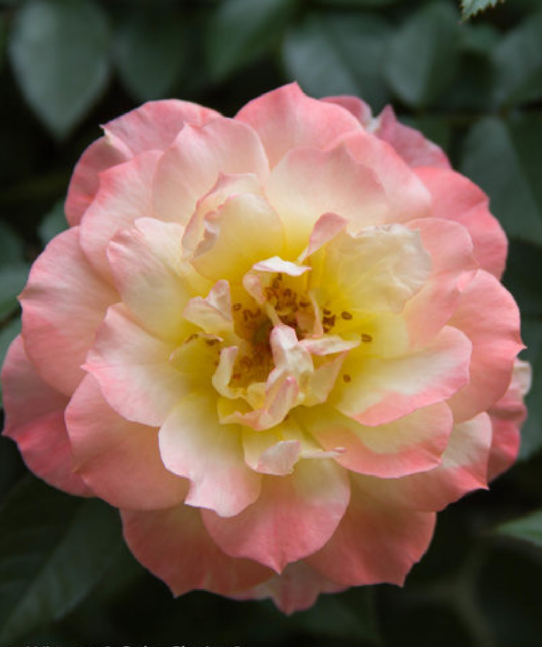 Up close picture of the Oso Easy Italian Ice Rose blush pink, white, and yellow flowers 