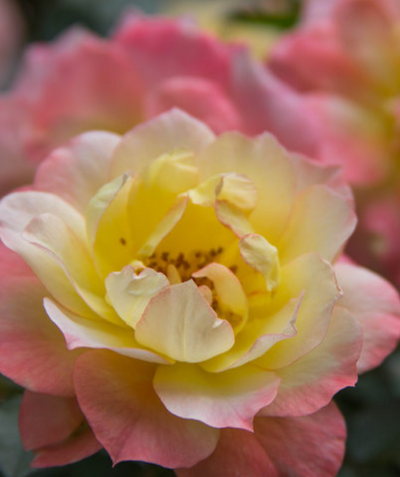 Up close picture of the Oso Easy Italian Ice Rose blush pink, white, and yellow flowers 