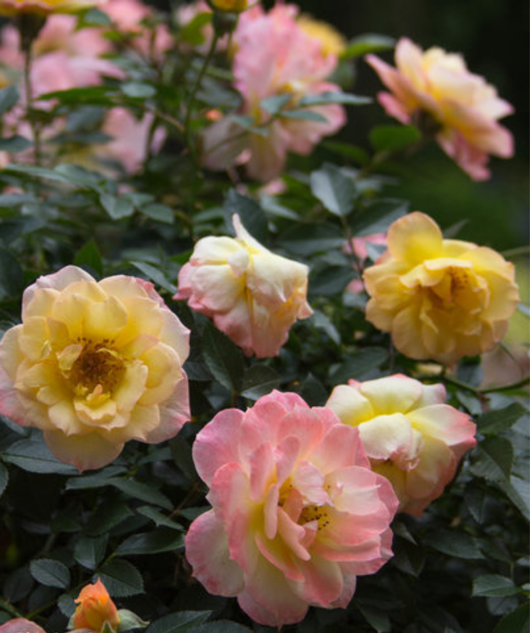 The Oso Easy Italian Ice Rose blush pink, white, and yellow flowers and dark green foliage