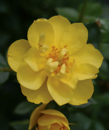 Close up picture of the Oso Easy Lemon Zest Rose bright yellow flower 