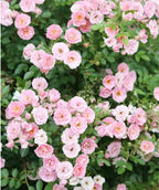 Close up of Oso Easy Petit Pink Rose, various medium sized fragrant pink flowers emerging from small green conical shaped foliage