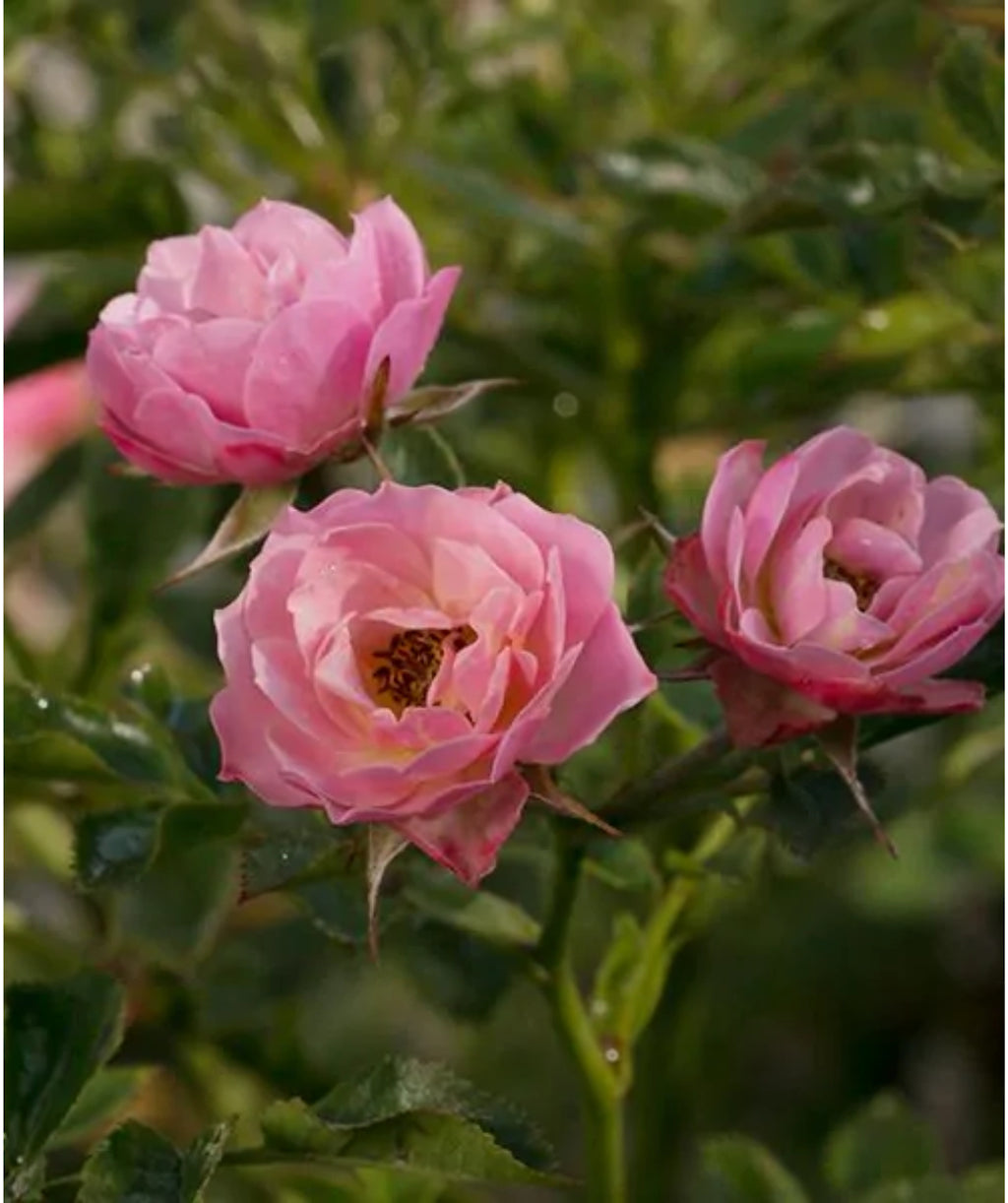 Close up of Oso Easy Petit Pink Rose flowers, three medium sized fragrant pink flowers