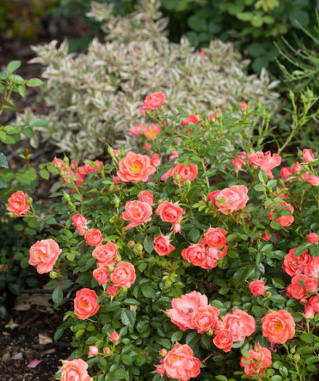 Oso Easy Mango Salsa Rose coral colored flowers and green foliage 