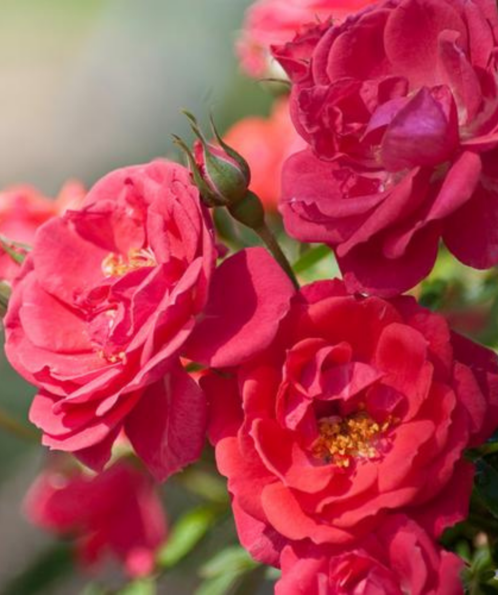 Close up of the Oso Easy Mango Salsa Rose's bright coral colored blooms 