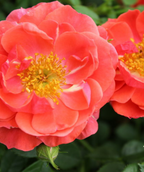 Close up of the Oso Easy Mango Salsa Rose's bright coral colored blooms 