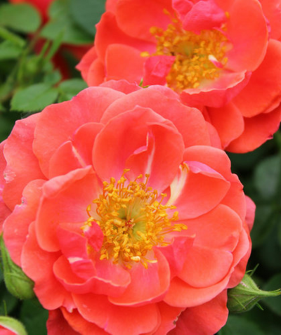 Close up of the Oso Easy Mango Salsa Rose's bright coral colored blooms 