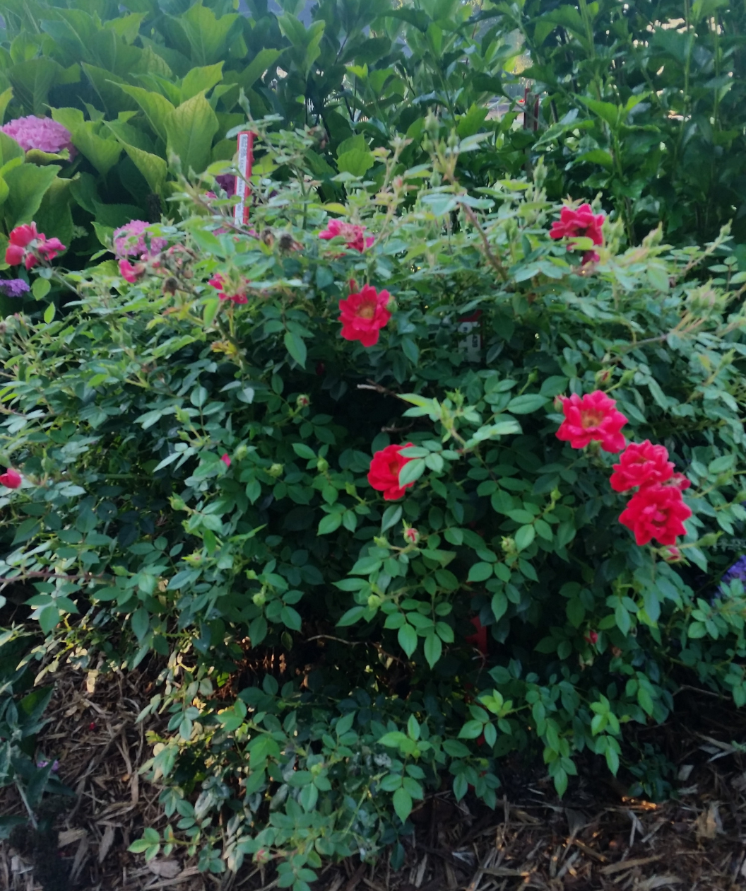 Oso Easy® Urban Legend® Rose