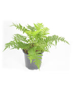 Ostrich Fern product shot on white, long green shoots with long green foliage