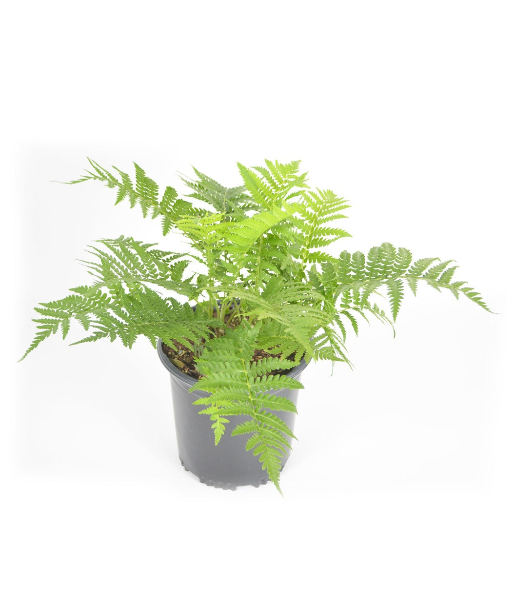Ostrich Fern product shot on white, long green shoots with long green foliage