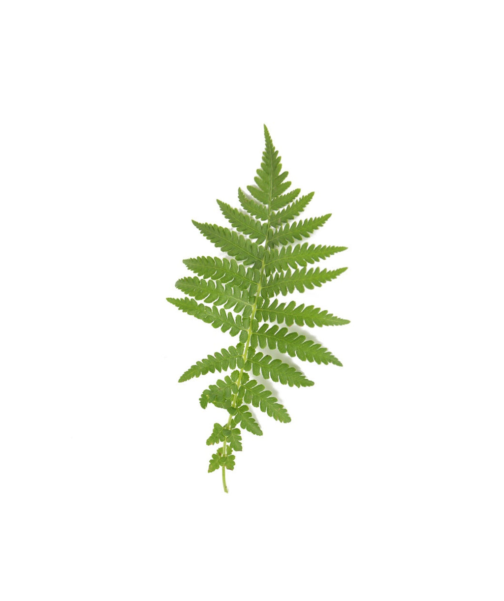 Ostrich Fern product shot on white, long green shoots with long green foliage