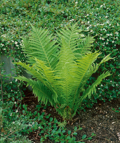 Ostrich Fern planted in a landscape, long green shoots with long green foliage
