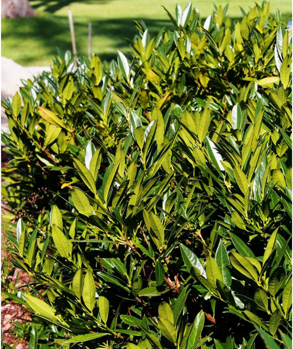 Close up of Otto Luyken Cherry Laurel planted in a landscape, long narrow leaves that are shiny and dark green on the top with a lighter green underside