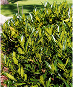 Close up of Otto Luyken Cherry Laurel planted in a landscape, long narrow leaves that are shiny and dark green on the top with a lighter green underside