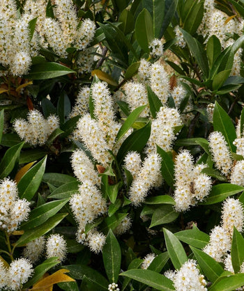 Close up of Otto Luyken Cherry Laurel foliage and flowers, long stalks of small white fuzzy looking flowers emerge from shiny dark green foliage