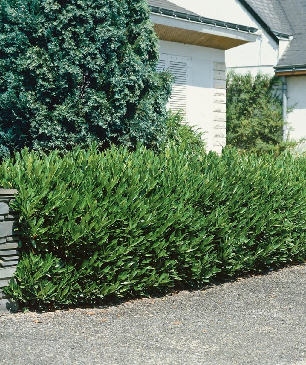 Several Otto Luyken Cherry Laurels planted in a landscape, green evergreen foliage makes this shrub a nice privacy hedge