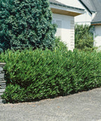Several Otto Luyken Cherry Laurels planted in a landscape, green evergreen foliage makes this shrub a nice privacy hedge