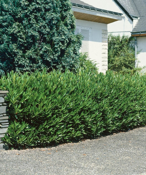 Otto Luyken Cherry Laurel | 24-30in. sprd | Pack of 6 | Ships in