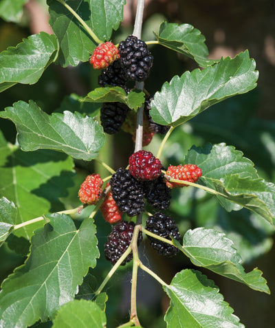 Ouachita Blackberry closeup of black and red berries