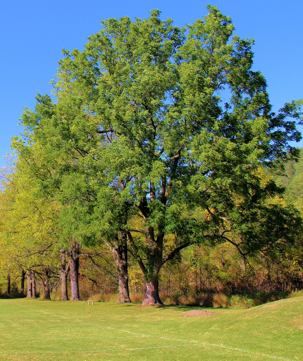 Overcup Oak planted in a landscape, large growing tree with a rounded head, covered in green round lobed leaves