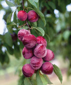 Ozark Premier Japanese Plum closeup of red fruits