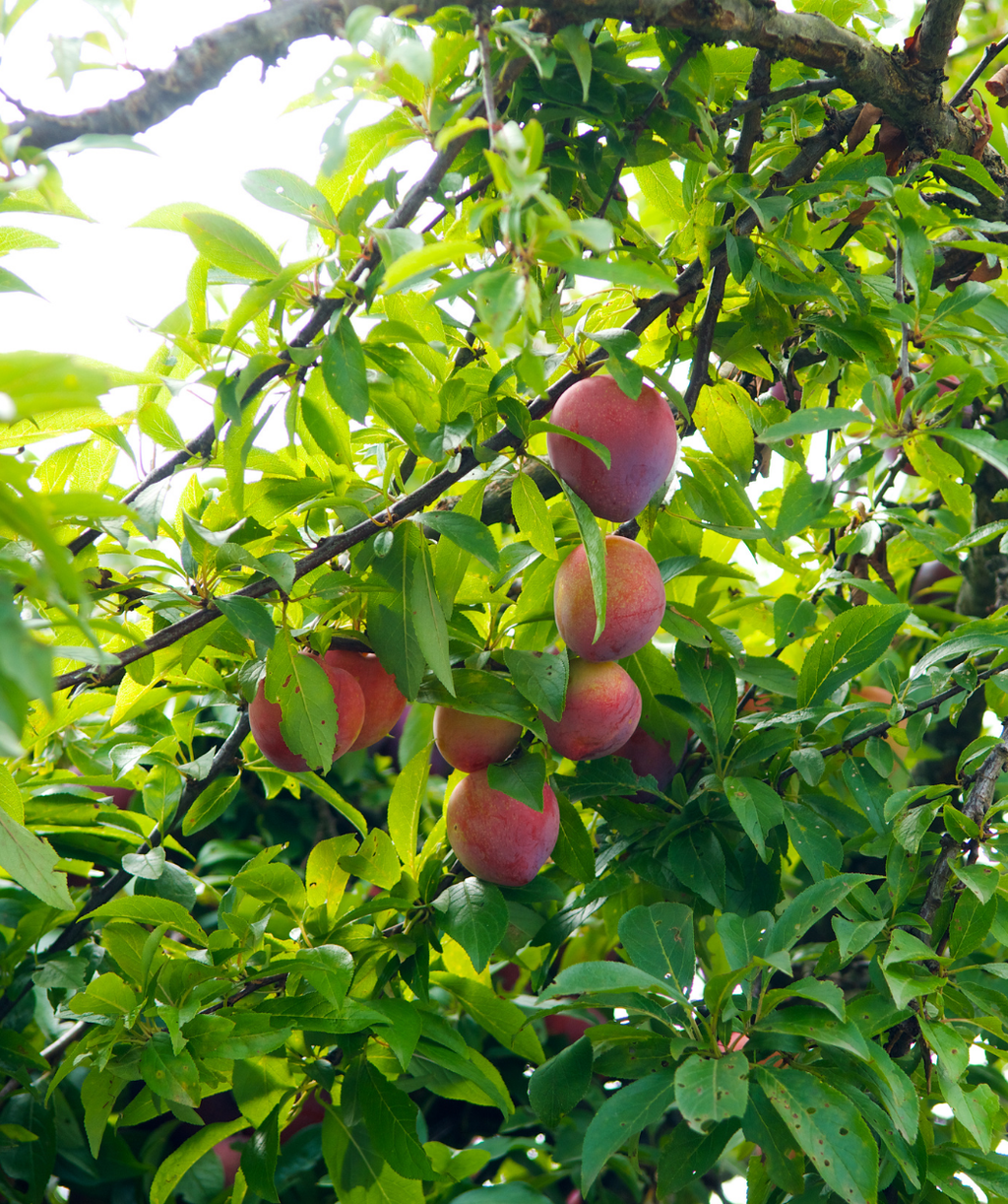 Ozark Premier Japanese Plum red fruit hanging on tree