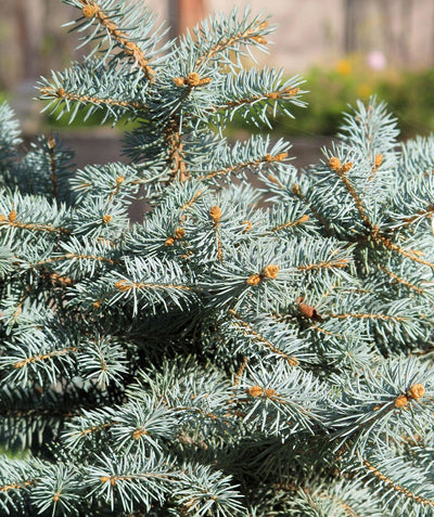 Close up of Dwarf Globe Blue Spruce foliage, short blue-green colored needles on a round growing evergreen