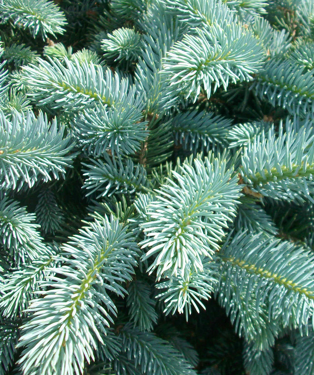 Dwarf Globe Blue Spruce