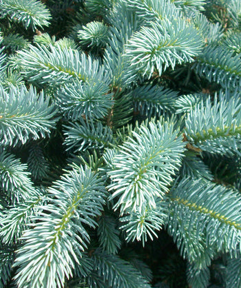 Close up of Dwarf Globe Blue Spruce foliage, short blue-green colored needles on a round growing evergreen