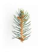 Dwarf Globe Blue Spruce branch on white, blue-green colored foliage