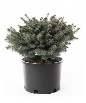 Dwarf Globe Blue Spruce product shot on white, round growing evergreen covered in short blue-green colored needles