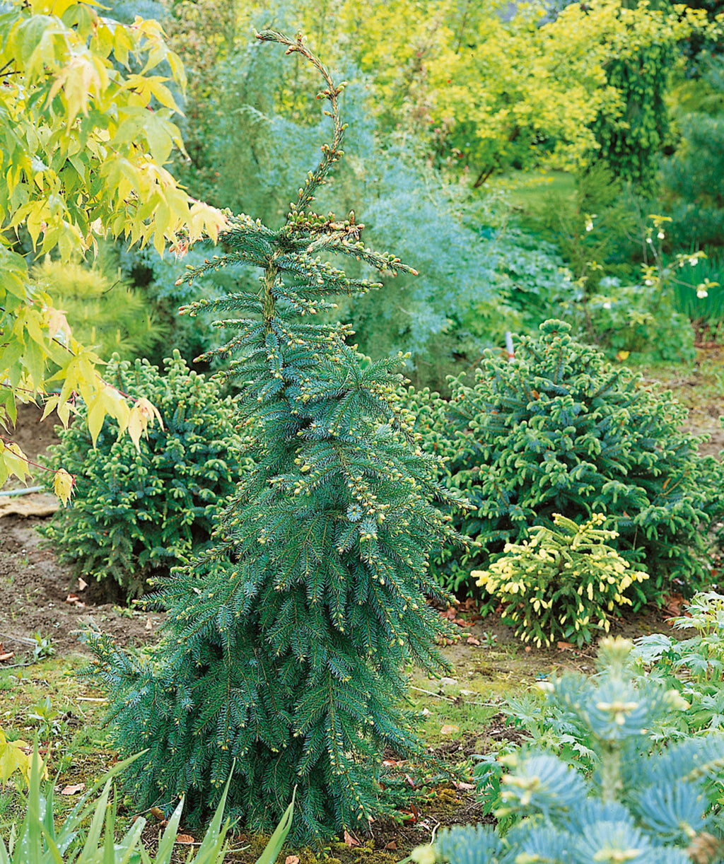 Bruns Weeping Serbian Spruce planted in a landscape, weeping branches with short green to dark green needles