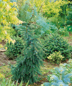 Bruns Weeping Serbian Spruce planted in a landscape, weeping branches with short green to dark green needles