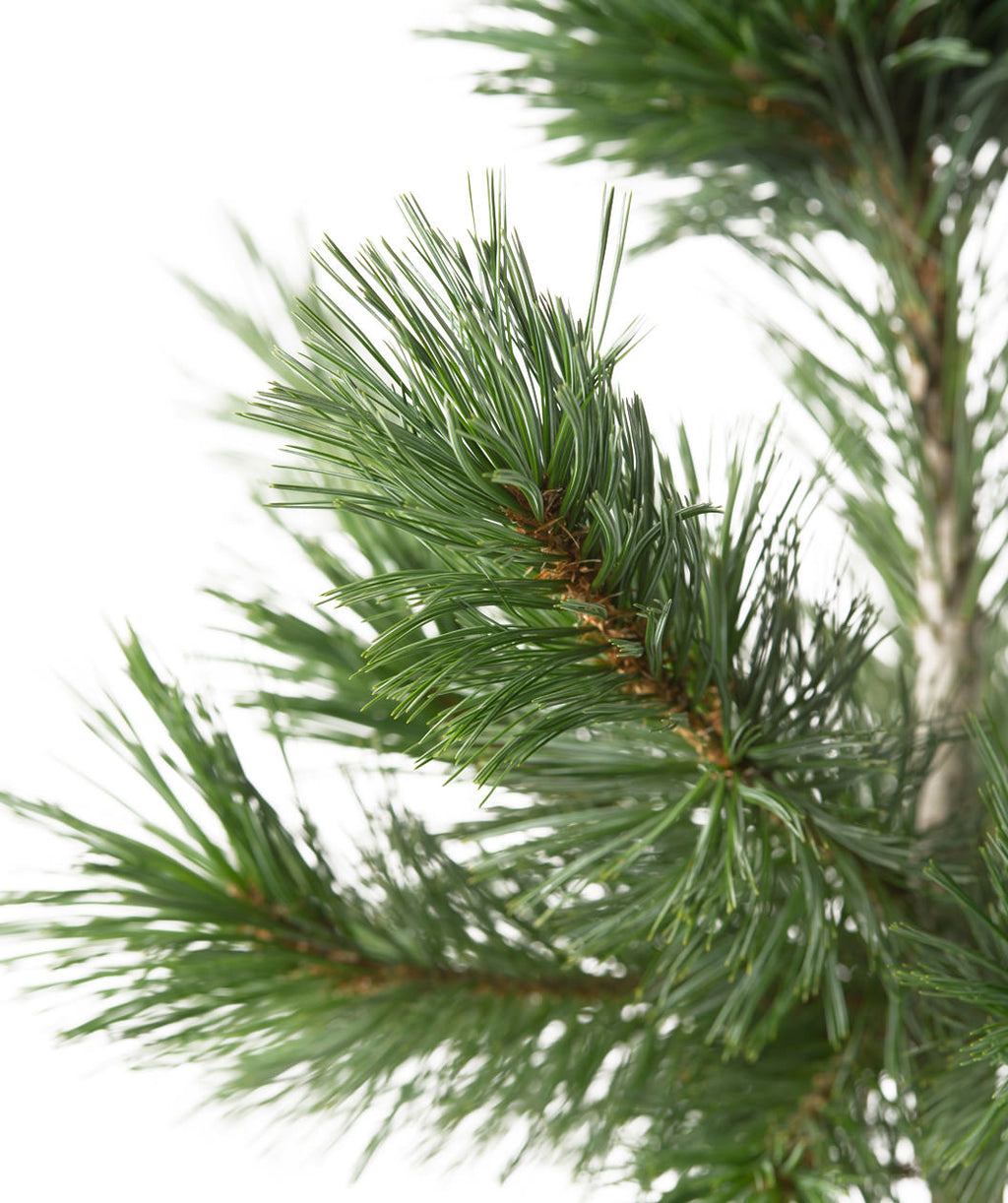 Close up of Vanderwolf's Pyramid Limber Pine foliage, long green soft needles on a brown branch