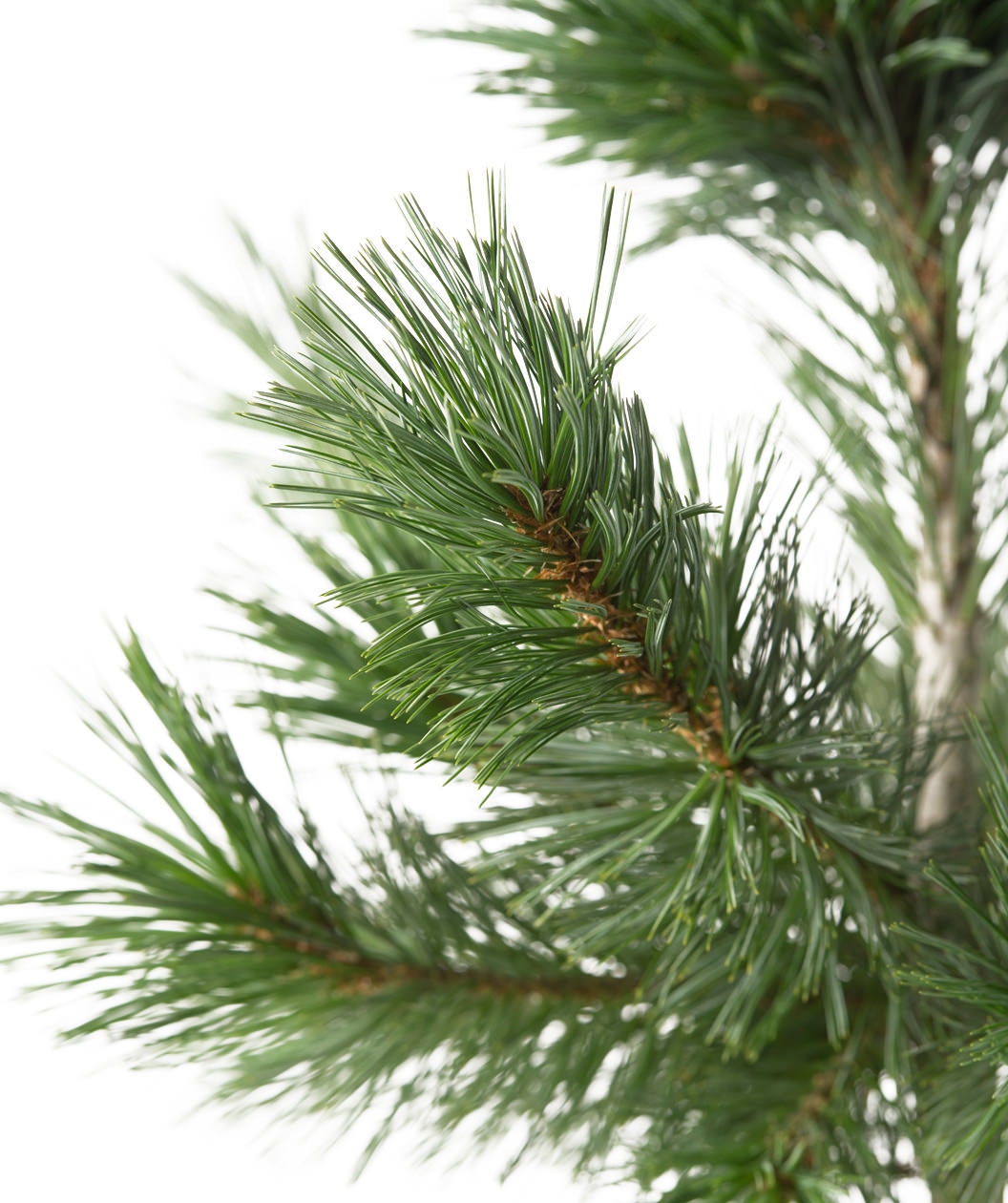 Close up of Vanderwolf's Pyramid Limber Pine foliage, long green soft needles on a brown branch