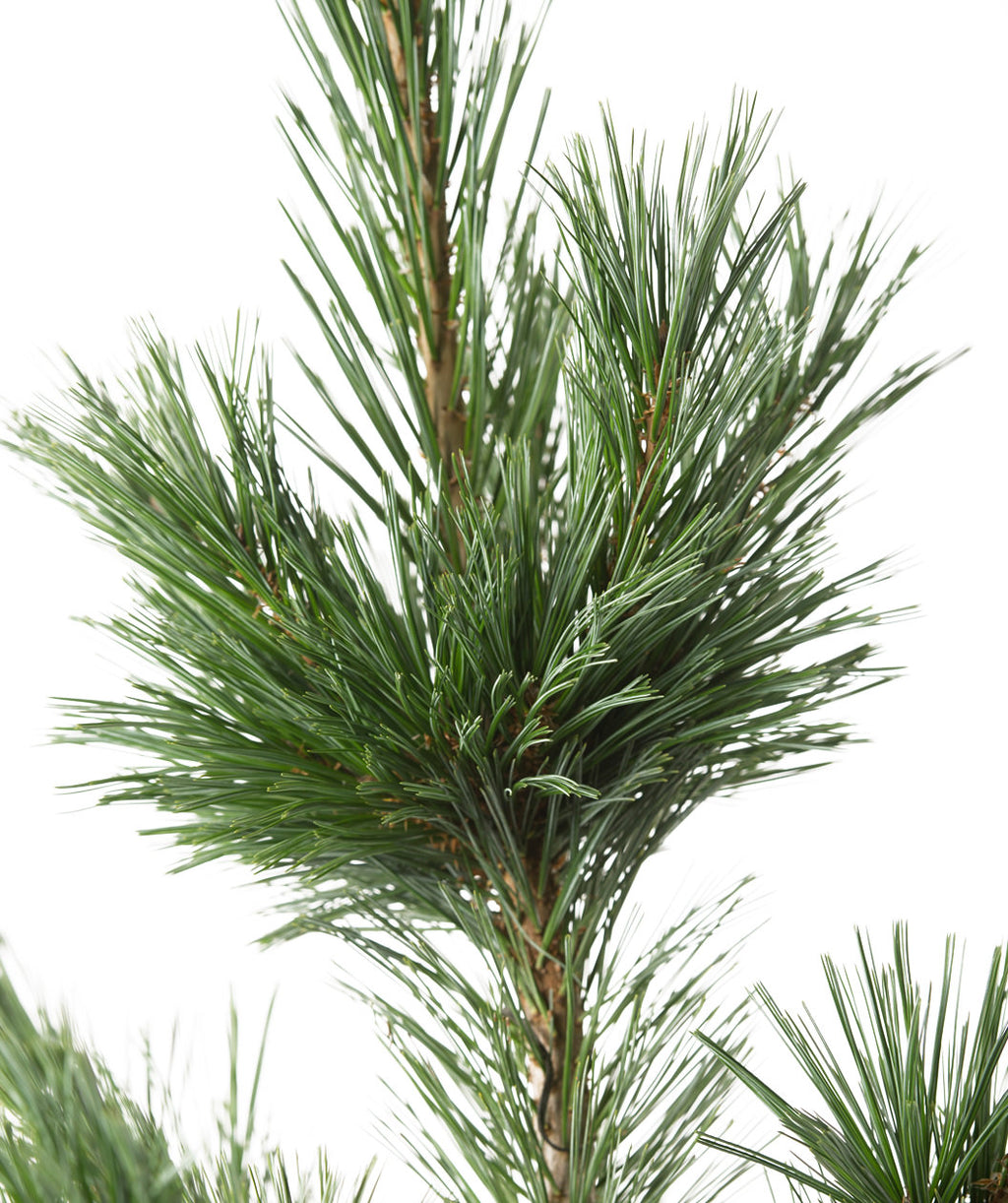 Close up of Vanderwolf's Pyramid Limber Pine foliage, long green soft needles on a brown branch
