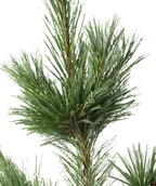 Close up of Vanderwolf's Pyramid Limber Pine foliage, long green soft needles on a brown branch