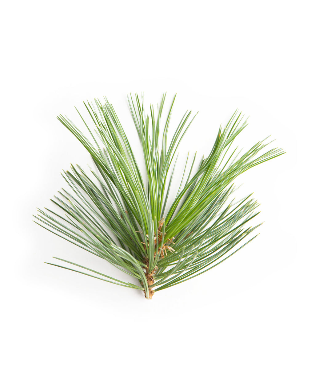 Vanderwolf's Pyramid Limber Pine foliage product shot on white, long soft green needles