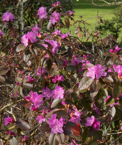 PJM Elite Rhododendron planted in a landscape, mediums sized fuchsia colored flowers emerging from oval shaped purple-green foliage